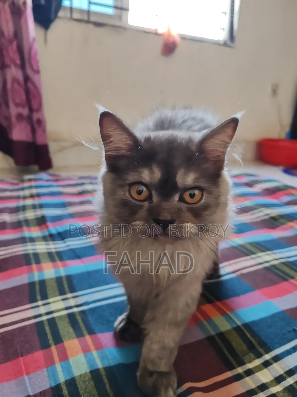 1-3 months Male Purebred Persian