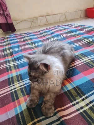 1-3 months Male Purebred Persian