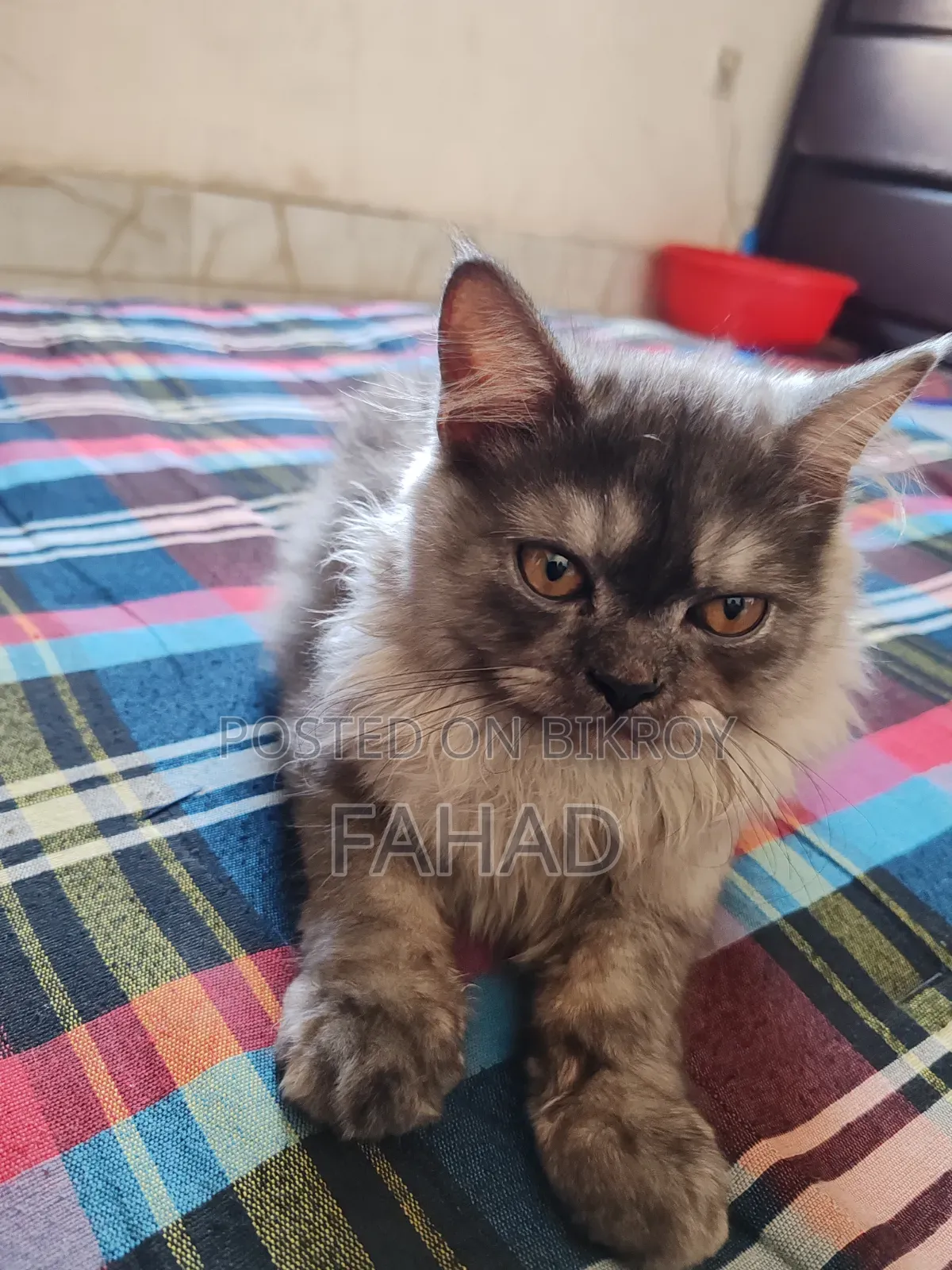 1-3 months Male Purebred Persian