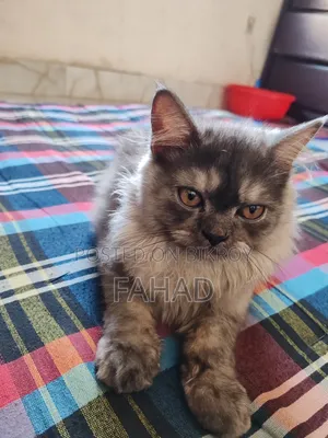 1-3 months Male Purebred Persian