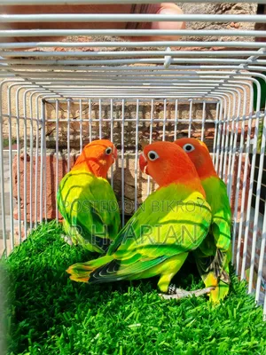 গ্রিন অপালিন লাভবার্ড