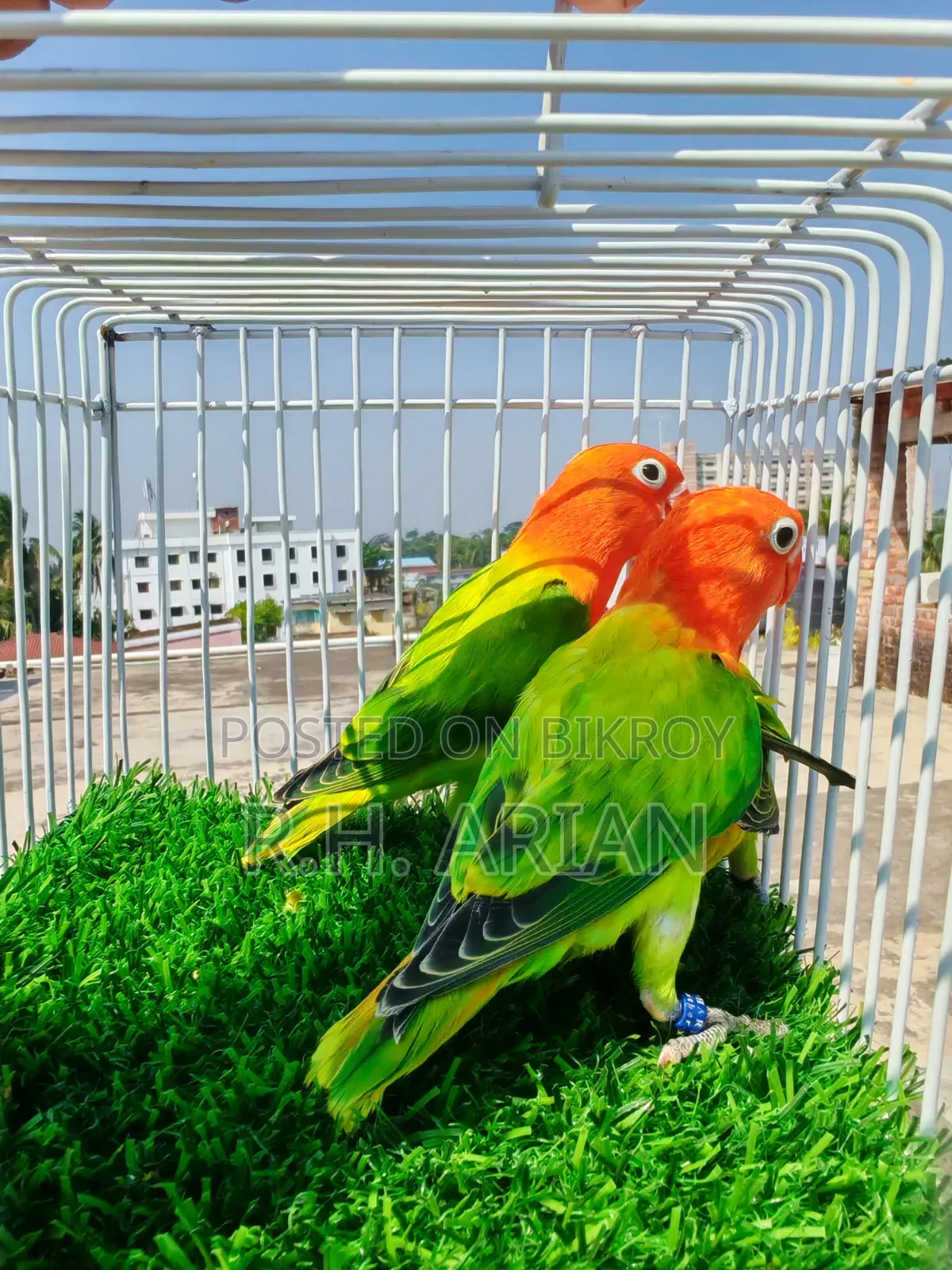 গ্রিন অপালিন লাভবার্ড