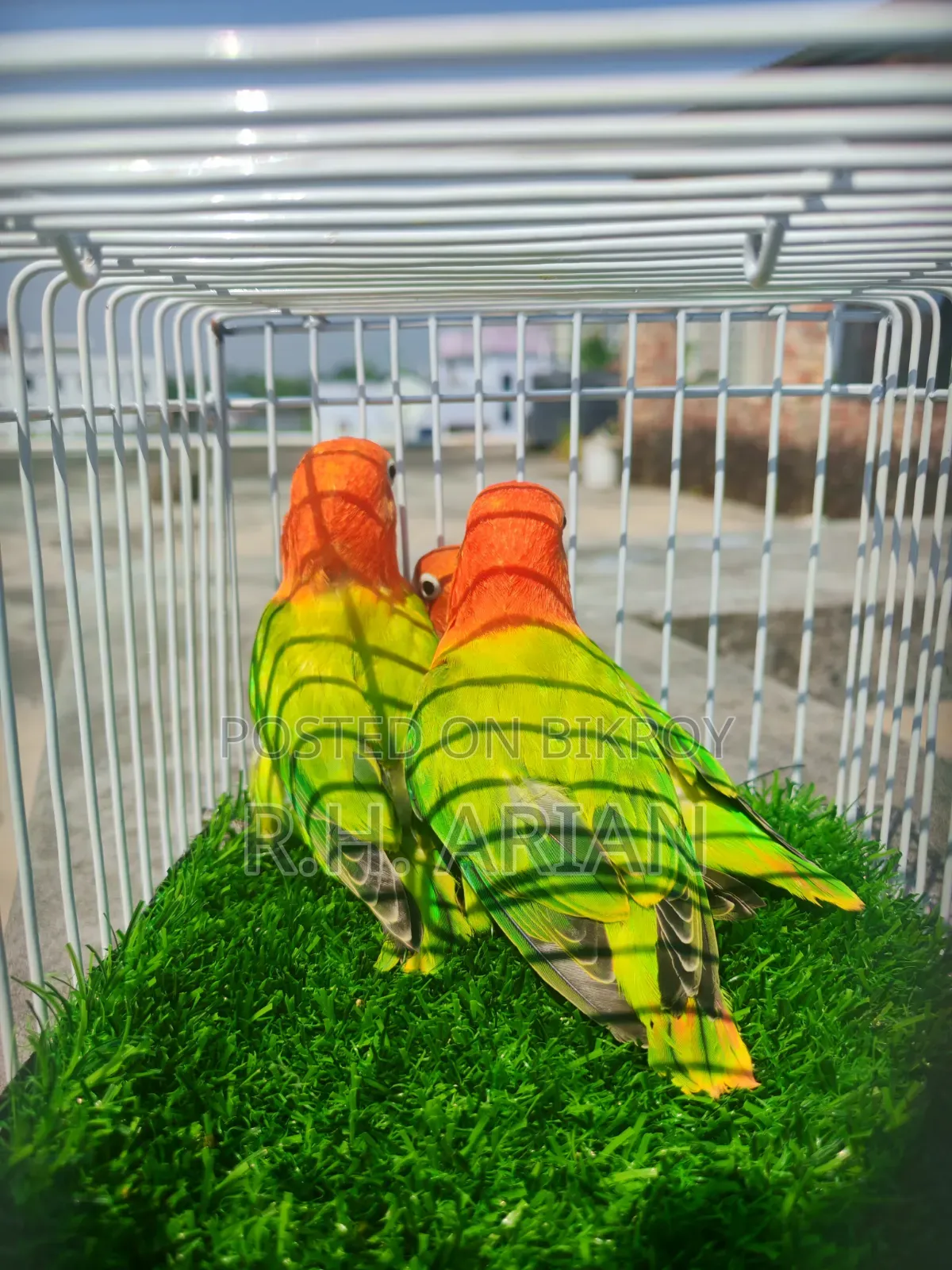 গ্রিন অপালিন লাভবার্ড