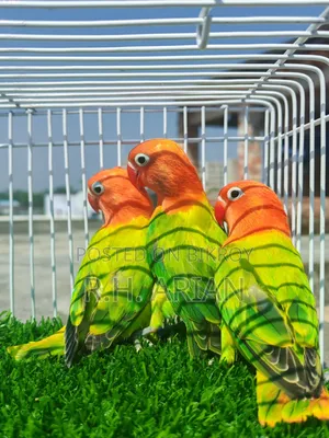 গ্রিন অপালিন লাভবার্ড