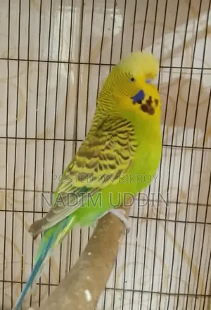 English Breeding Pair
