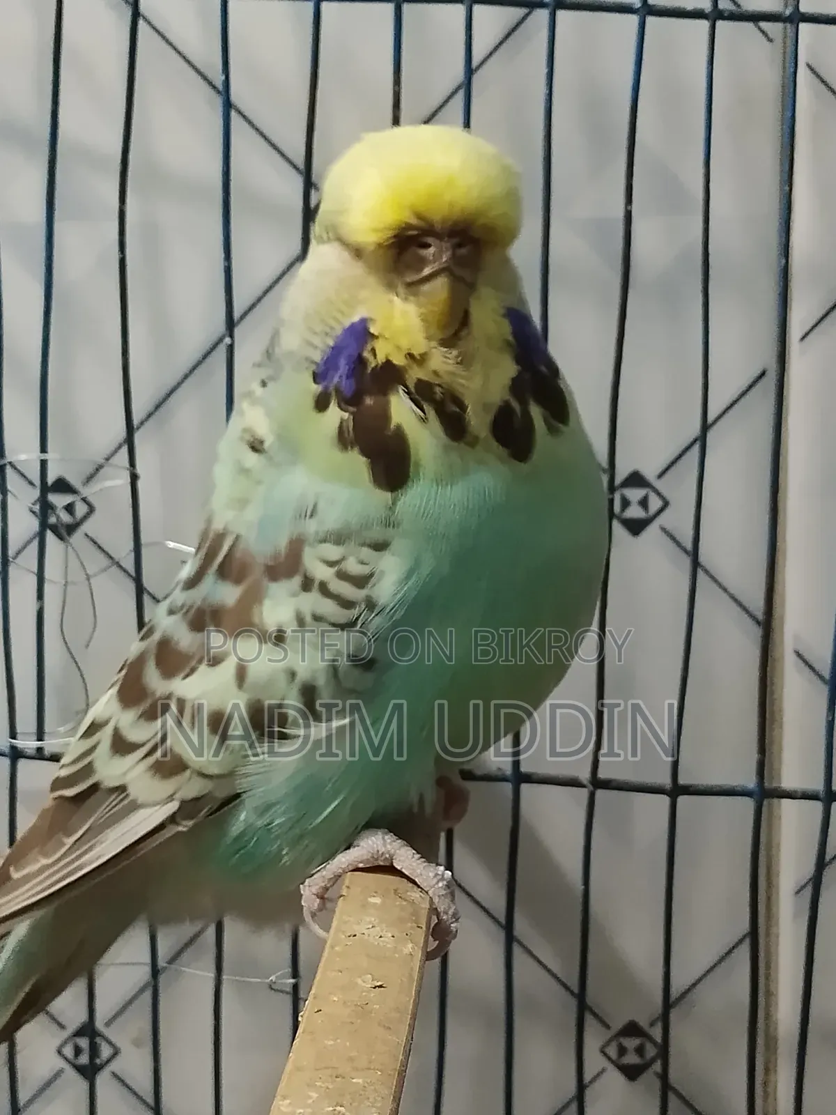 English Breeding Pair