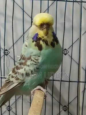 English Breeding Pair