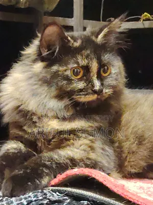 3-6 months Female Purebred Persian