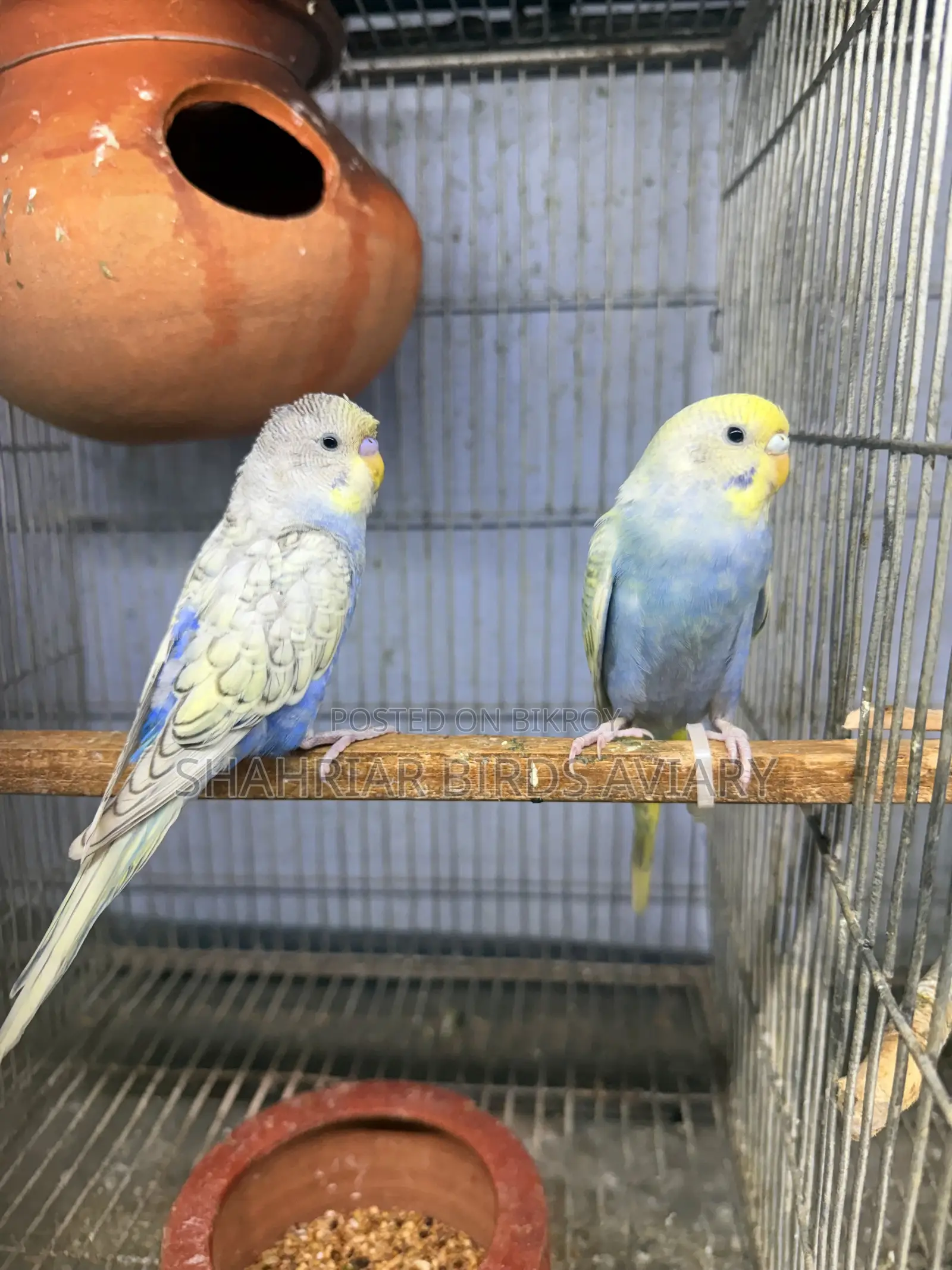 Budgerigar Birds Birds