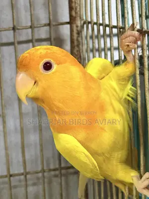 Orange Head Opaline