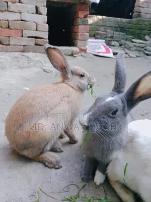 প্রাপ্তবয়স্ক খরগোশ বিক্রি হবে