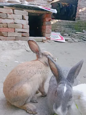 প্রাপ্তবয়স্ক খরগোশ বিক্রি হবে