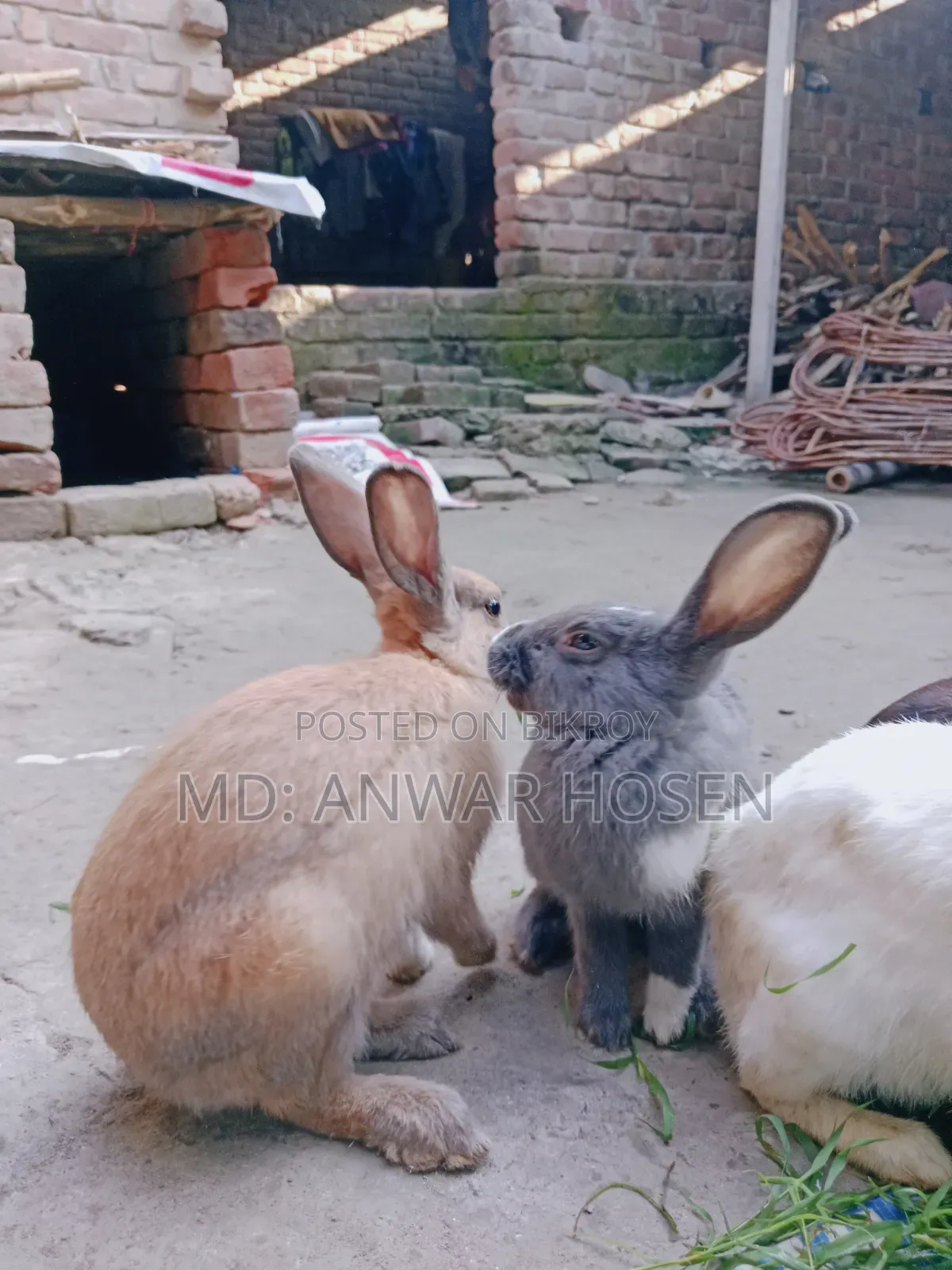 প্রাপ্তবয়স্ক খরগোশ বিক্রি হবে