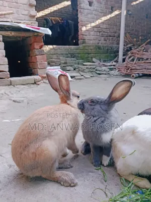 প্রাপ্তবয়স্ক খরগোশ বিক্রি হবে