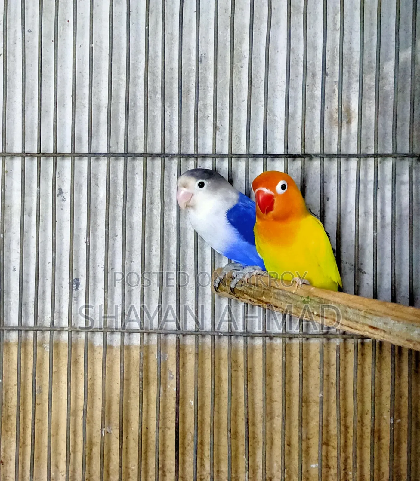 লাভ বার্ড ফিশার পেয়ার