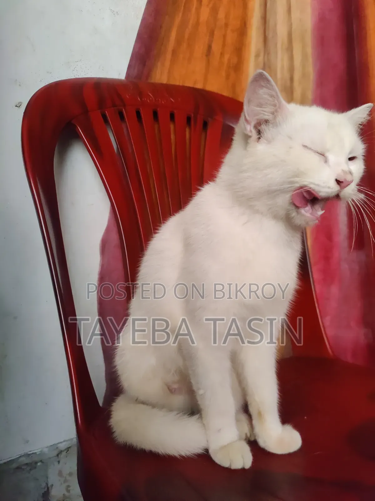 ১+ বছরের পুরুষ পিওরব্রেড পার্সিয়ান বিড়াল