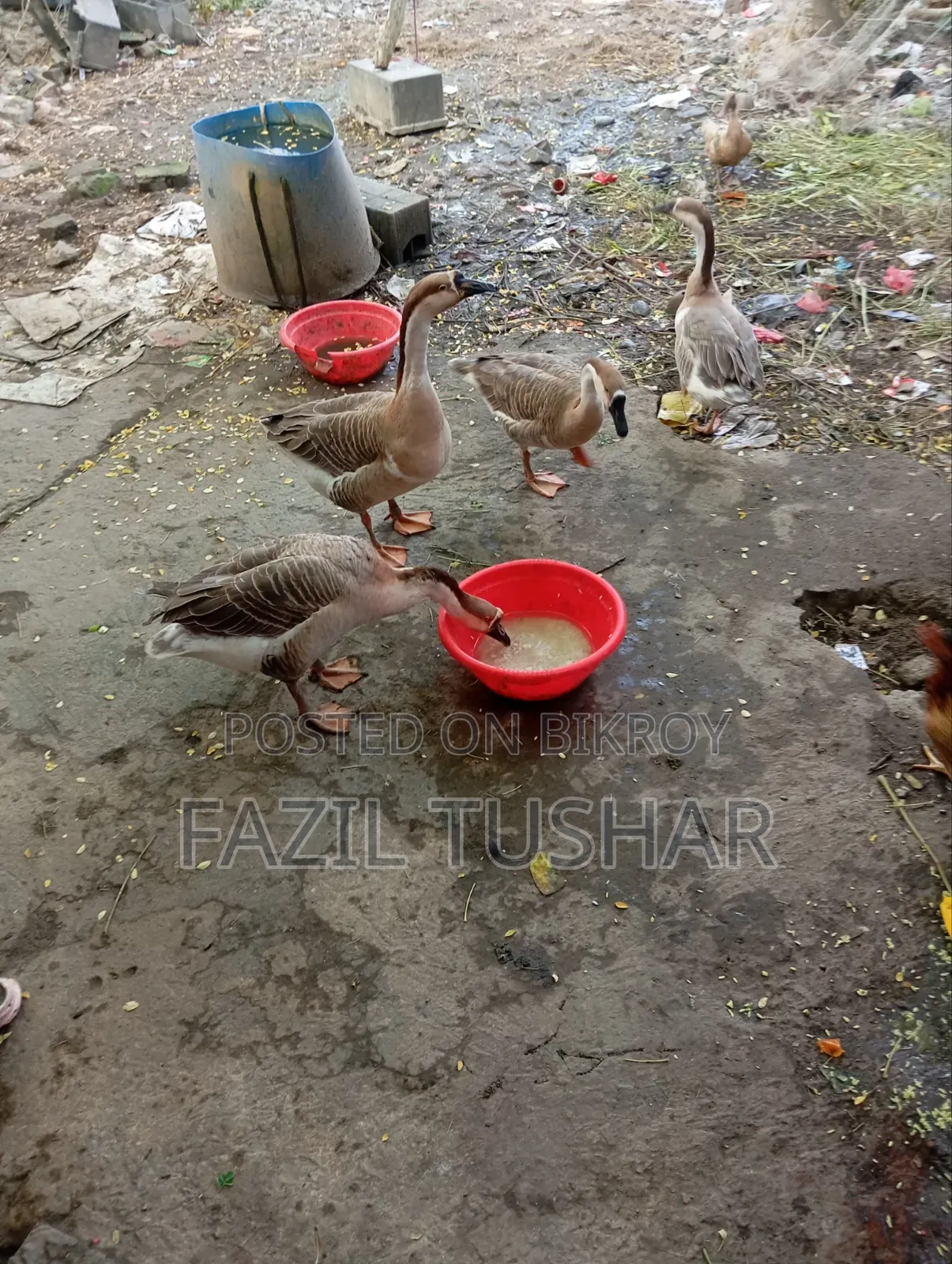 চারটি রাজহাঁস বিক্রি হবে দুইটি পুরুষ দুইটি মহিলা হাস একবার ডিম পাড়সে