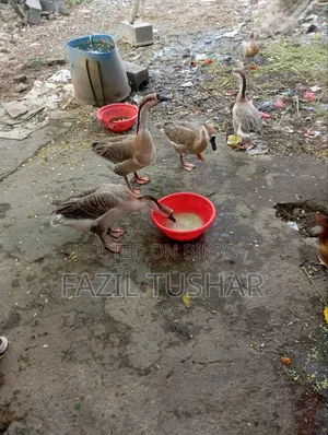 চারটি রাজহাঁস বিক্রি হবে দুইটি পুরুষ দুইটি মহিলা হাস একবার ডিম পাড়সে
