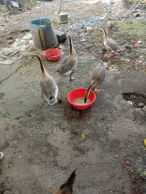 চারটি রাজহাঁস বিক্রি হবে দুইটি পুরুষ দুইটি মহিলা হাস একবার ডিম পাড়সে