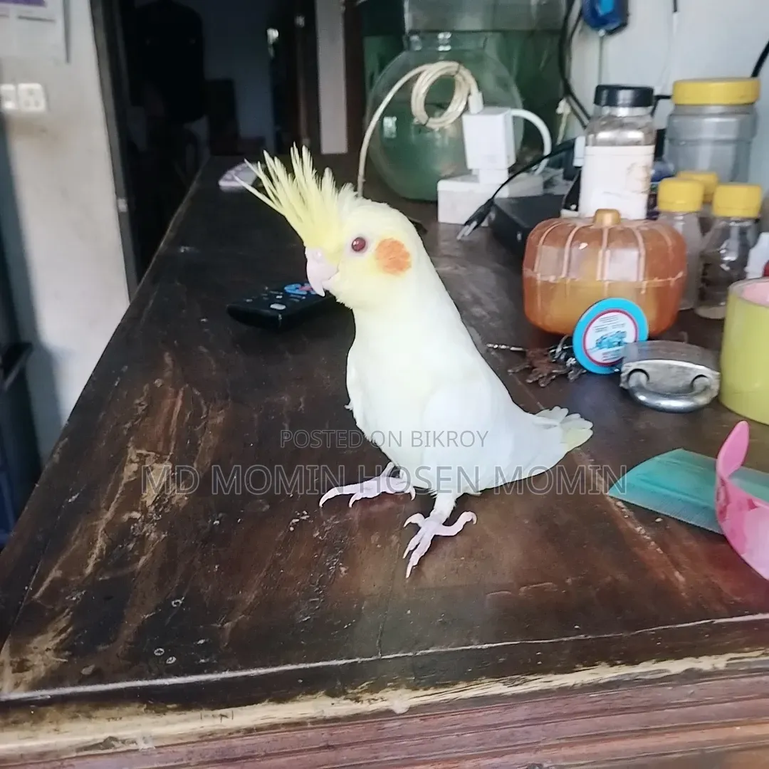 Very High Quality Baby