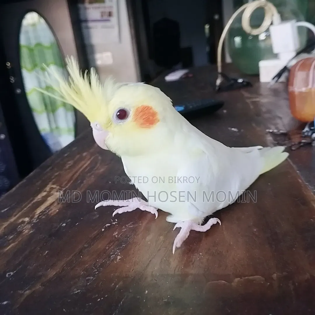 Very High Quality Baby