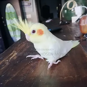 Very High Quality Baby