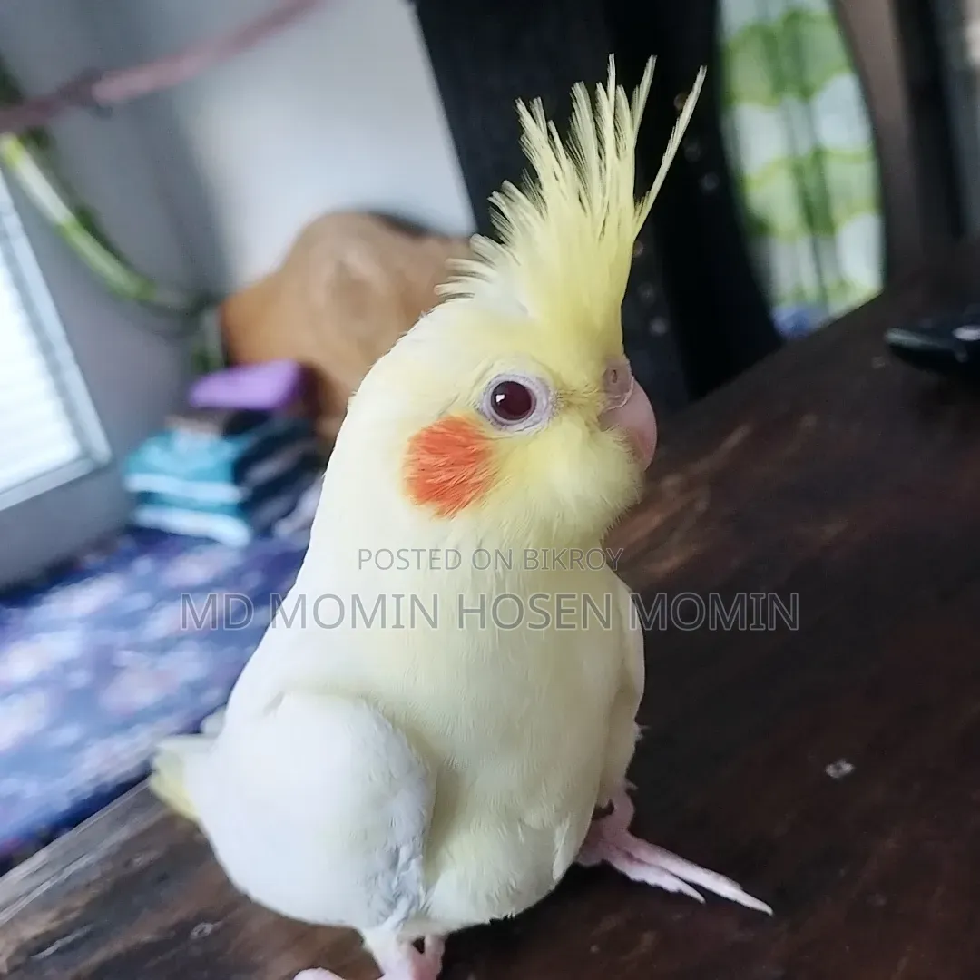 Very High Quality Baby