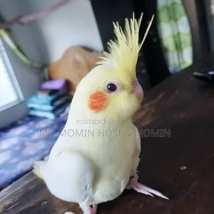 Very High Quality Baby