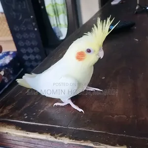 Very High Quality Baby