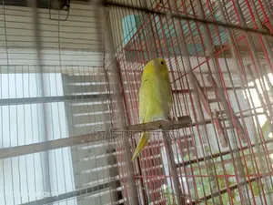 Budgerigar birds and cage for sale