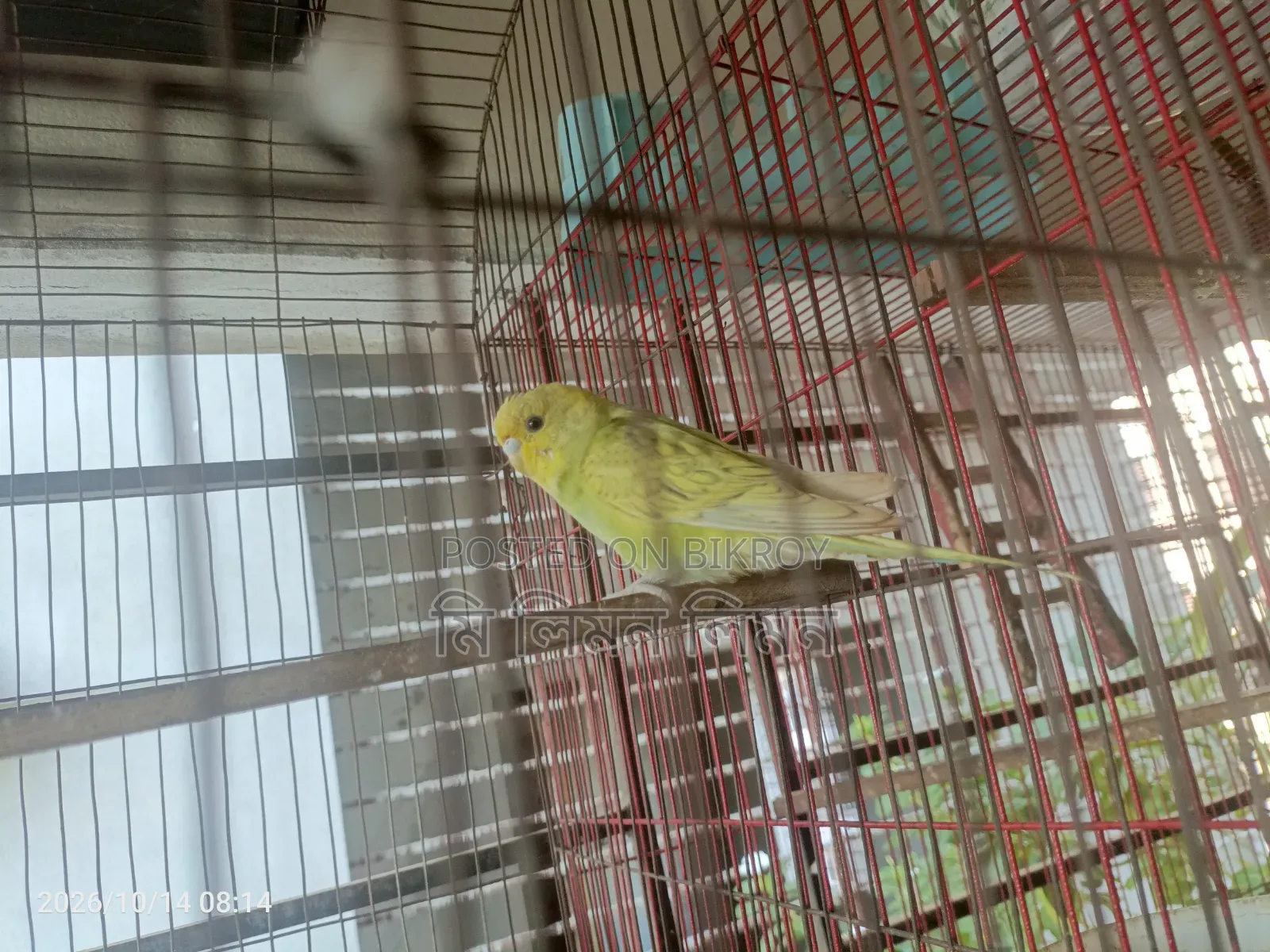 Budgerigar birds and cage for sale
