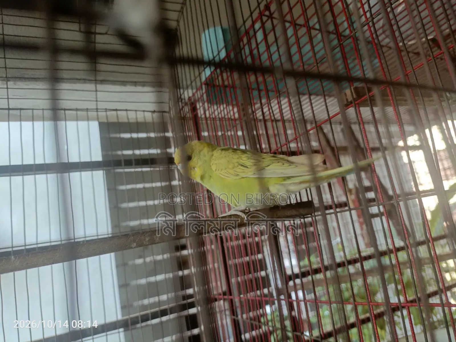 Budgerigar birds and cage for sale
