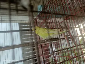 Budgerigar birds and cage for sale
