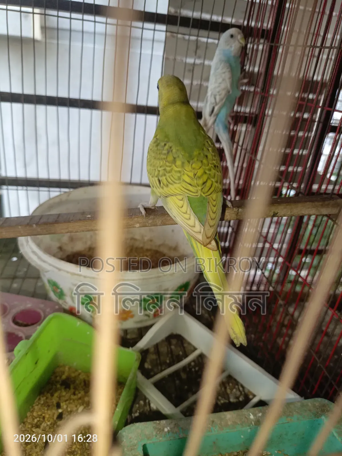 Budgerigar birds and cage for sale