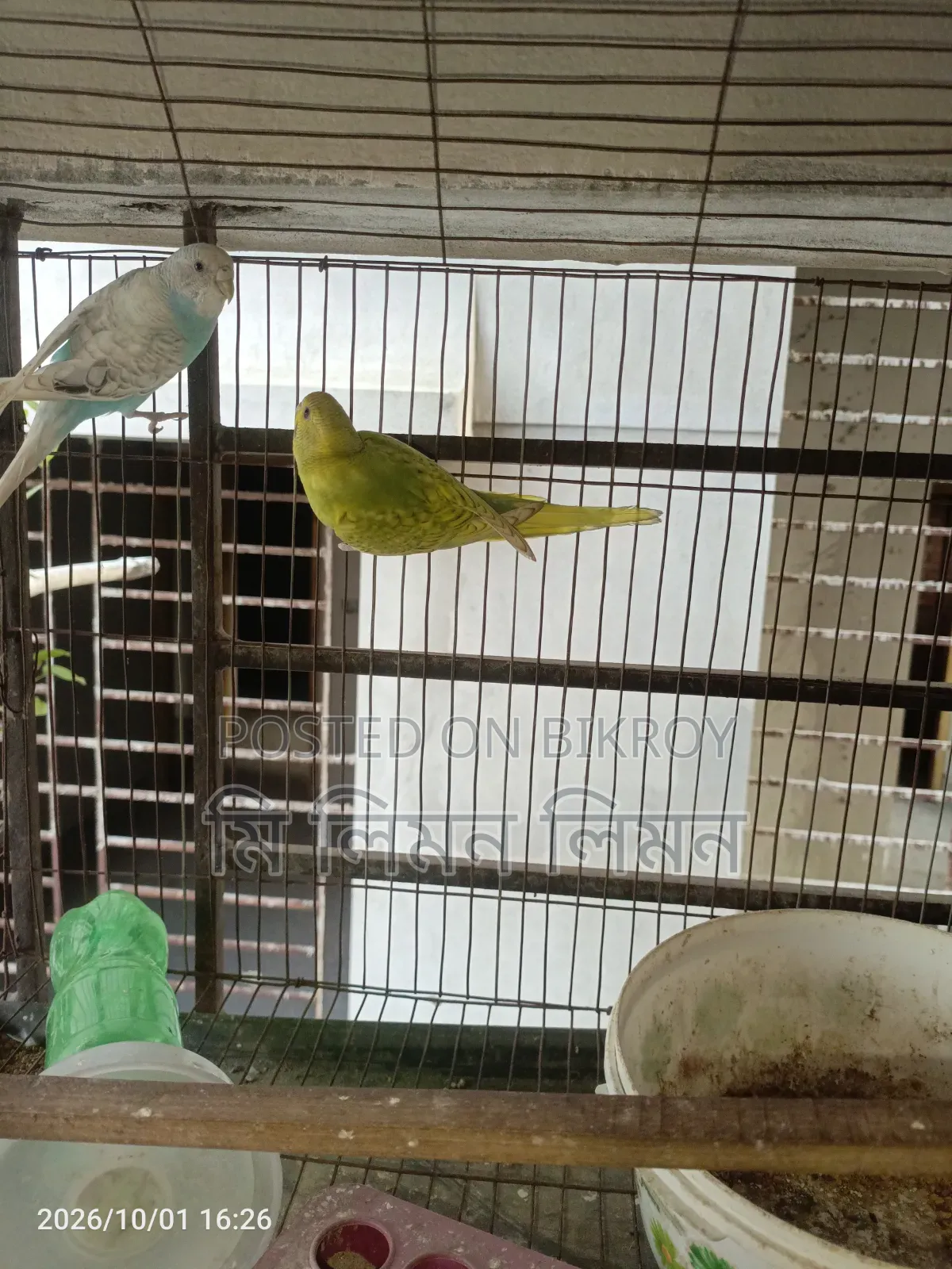 Budgerigar birds and cage for sale