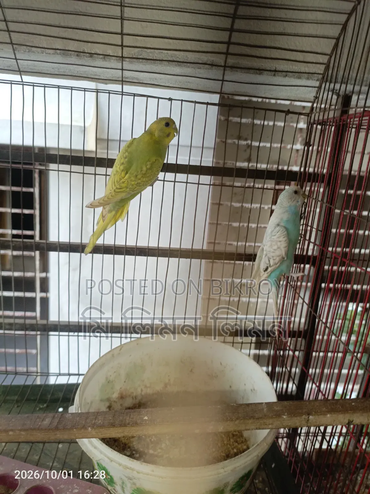 Budgerigar birds and cage for sale