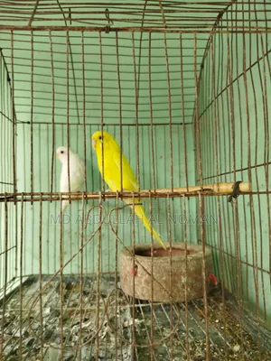 ডিম+ বাচ্চা সহ বাজরিগর