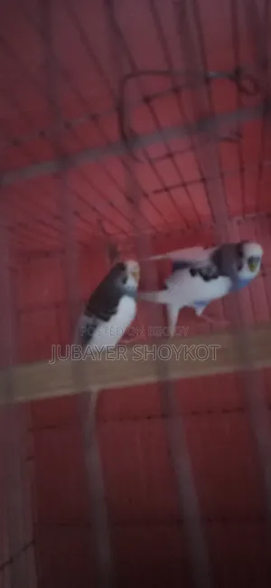আসসালামু আলাইকুম, ২ জোড়া পাইড বাজরিকা বিক্রি করা হবে।