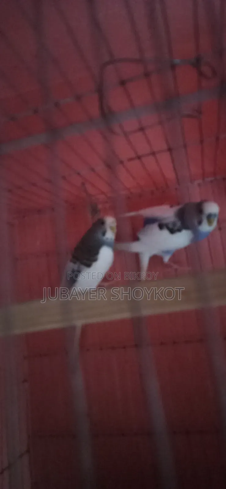 আসসালামু আলাইকুম, ২ জোড়া পাইড বাজরিকা বিক্রি করা হবে।