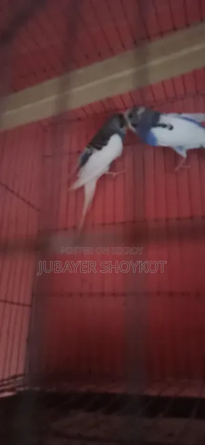 আসসালামু আলাইকুম, ২ জোড়া পাইড বাজরিকা বিক্রি করা হবে।