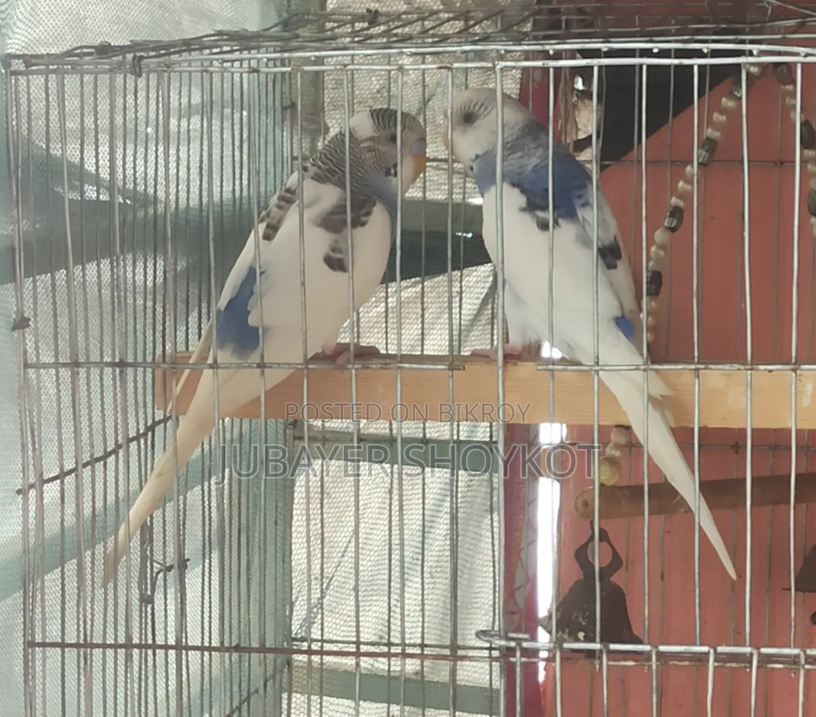 আসসালামু আলাইকুম, ২ জোড়া পাইড বাজরিকা বিক্রি করা হবে।
