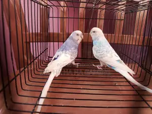 1 Pair Top Quality Pied Budgies with Eggs