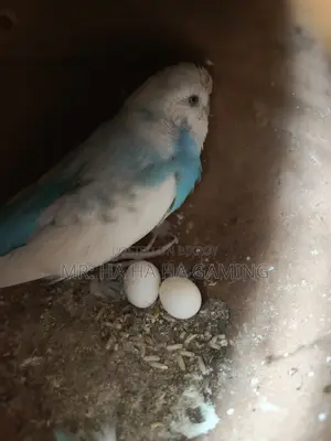 1 Pair Top Quality Pied Budgies with Eggs