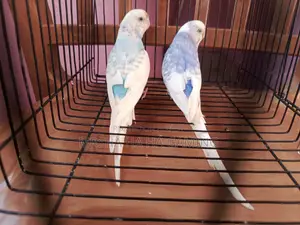 1 Pair Top Quality Pied Budgies with Eggs