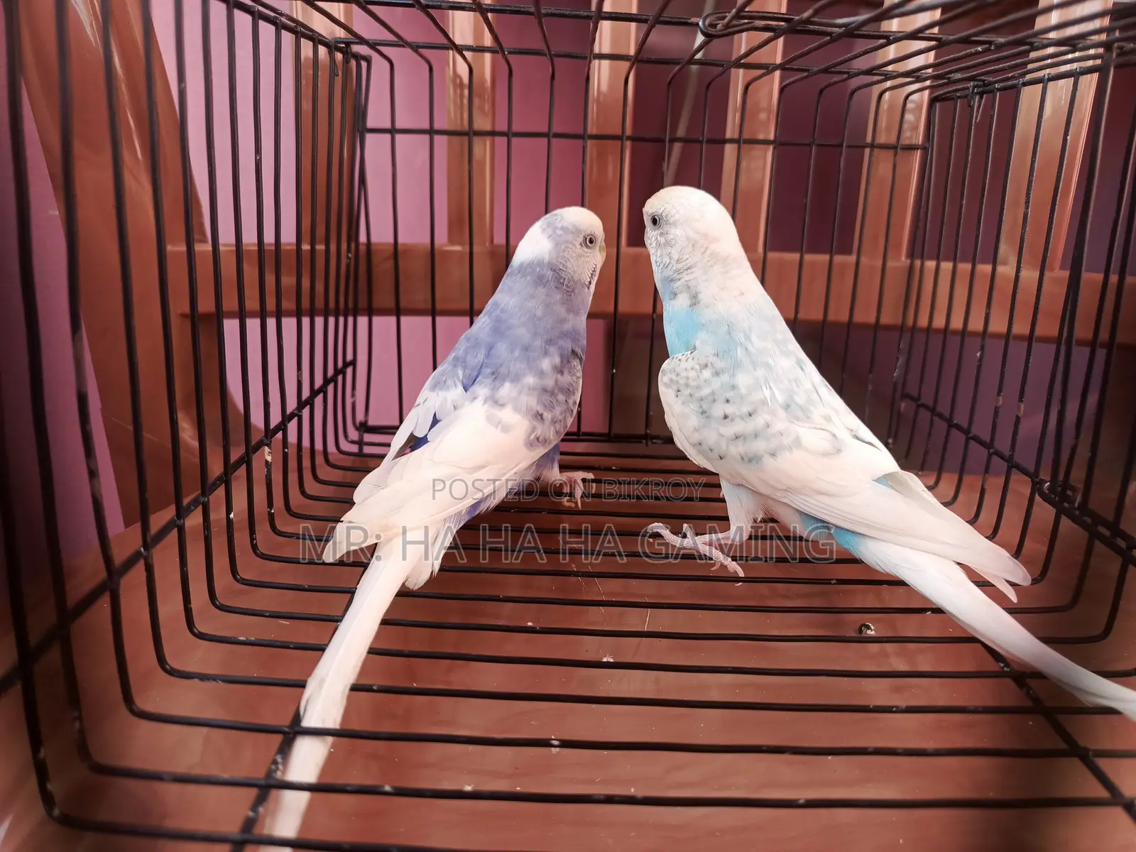 1 Pair Top Quality Pied Budgies with Eggs