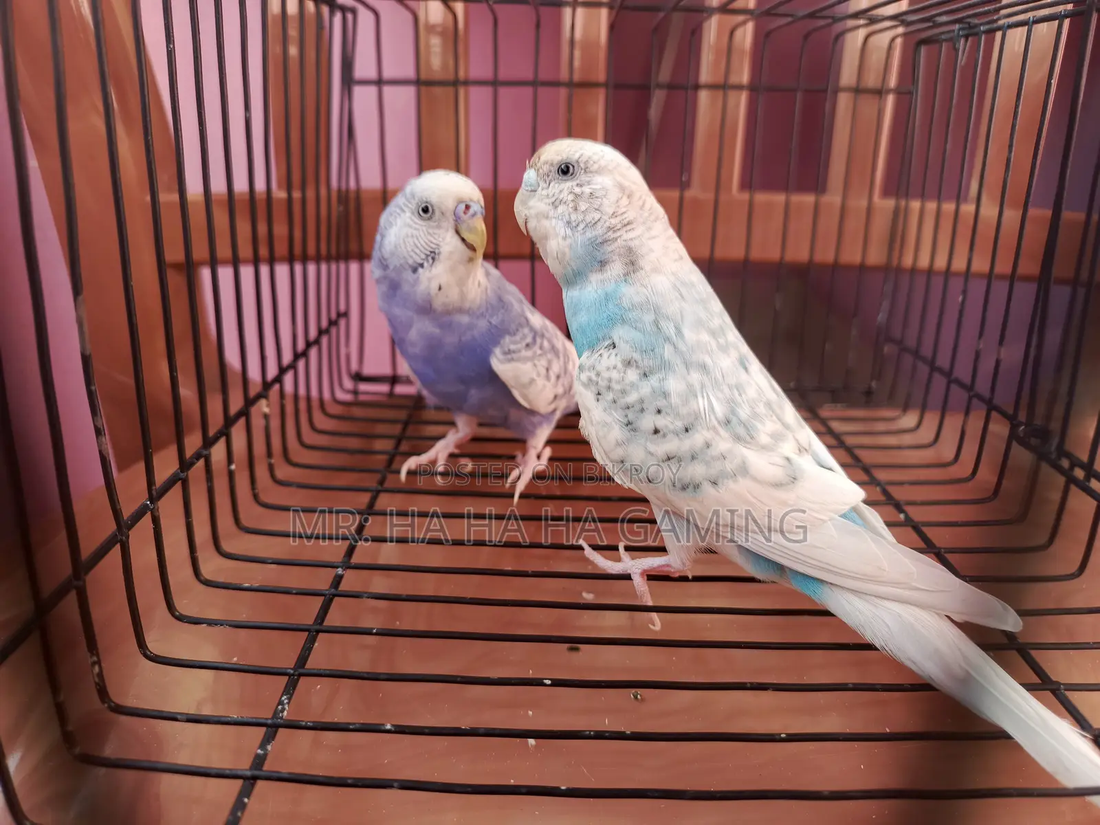 1 Pair Top Quality Pied Budgies with Eggs