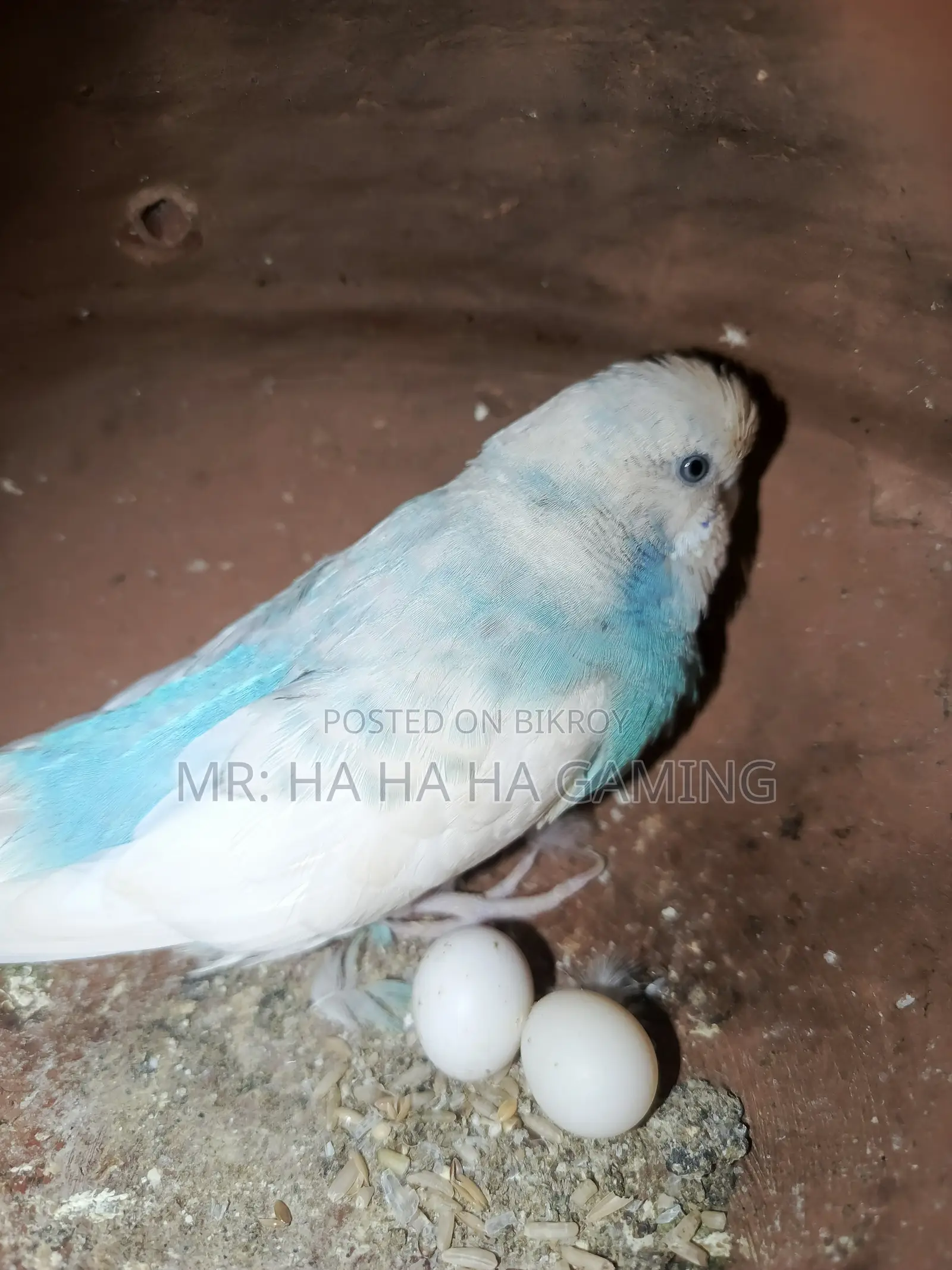 1 Pair Top Quality Pied Budgies with Eggs
