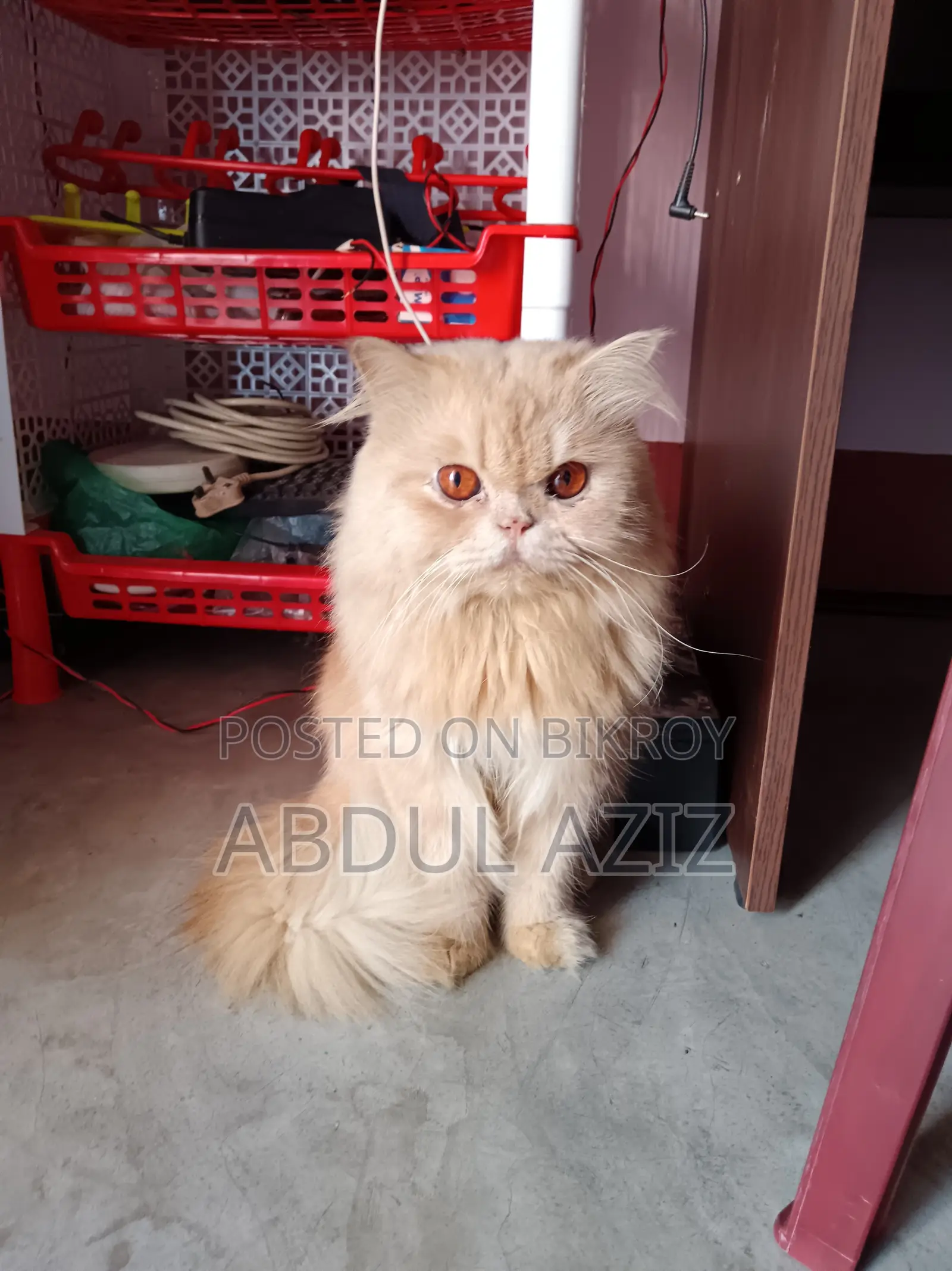 6-12 Months Male Purebred Persian