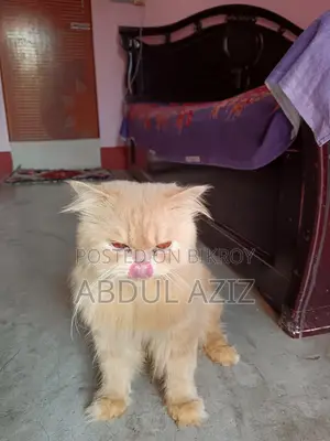 6-12 Months Male Purebred Persian