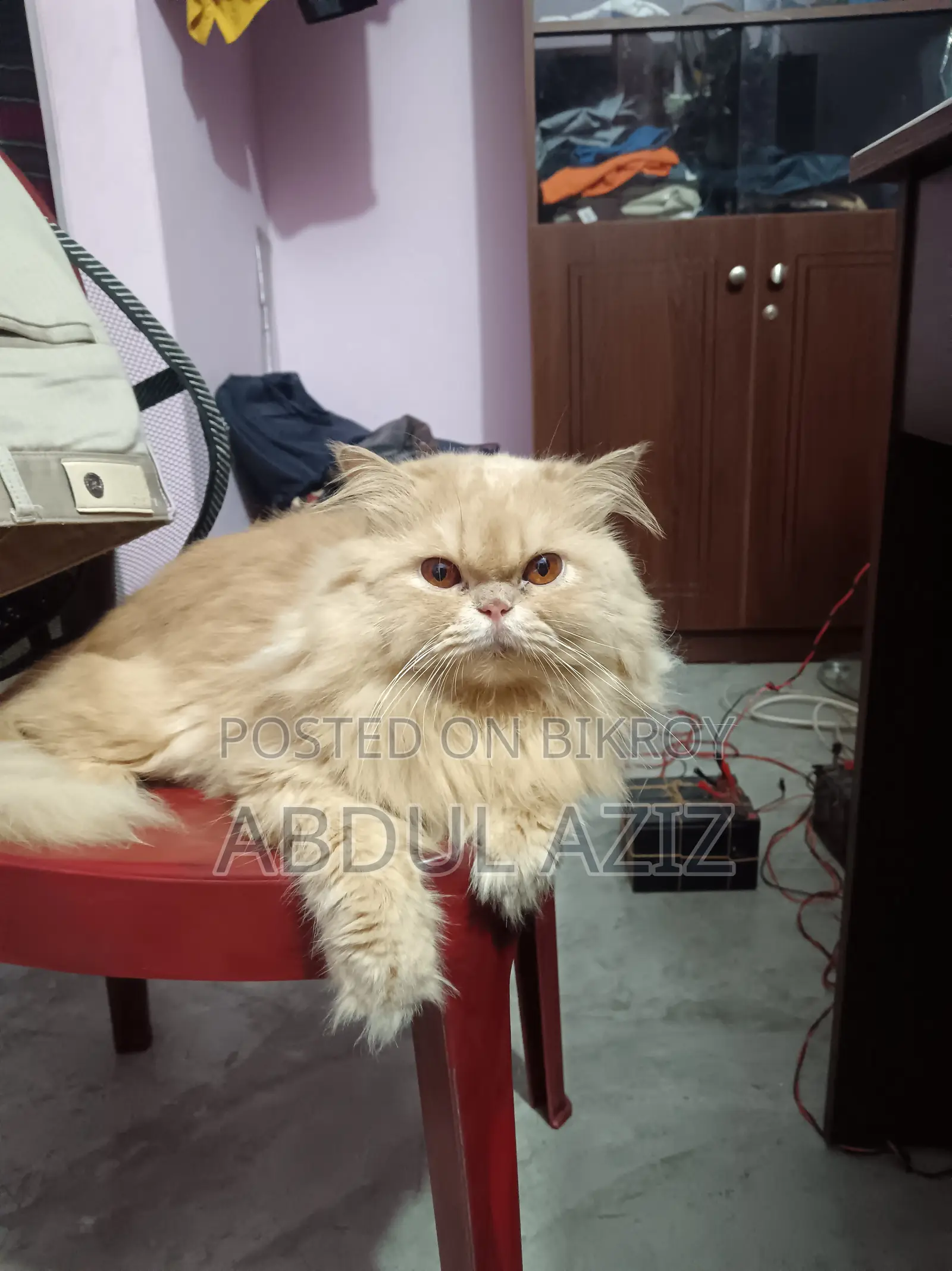 6-12 Months Male Purebred Persian